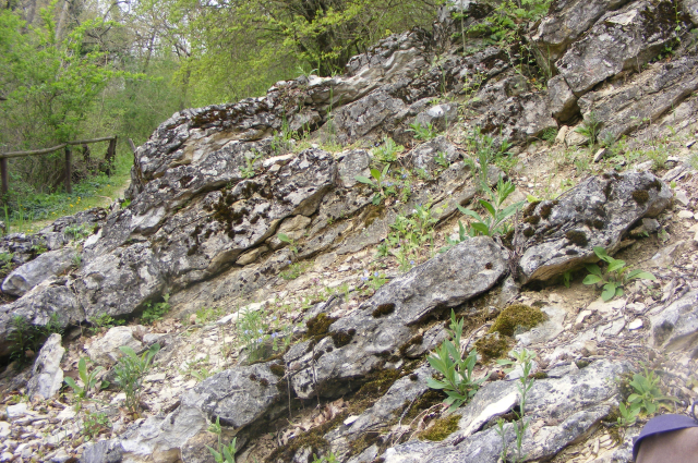 Felsőörs, Forrás-hill