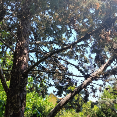 Panorámás botanikus kert a Római úton – Alsóörs titkos kincse