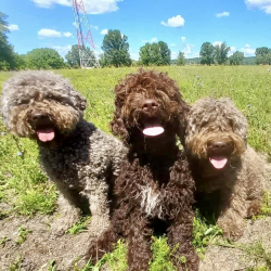 Pocca Lagotto