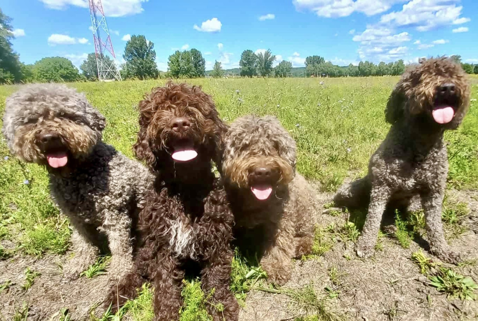 Pocca Lagotto
