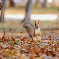 Őszi családi táncház