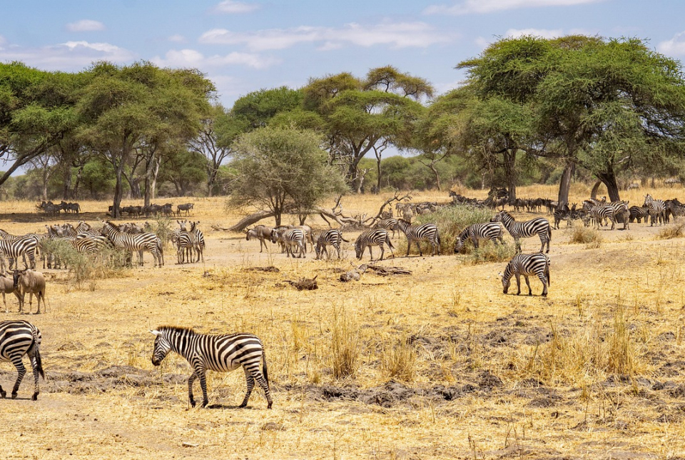 Barangolás Afrikában