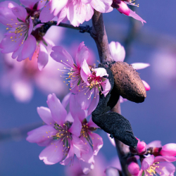 Mandulavirág Teljesítménytúra