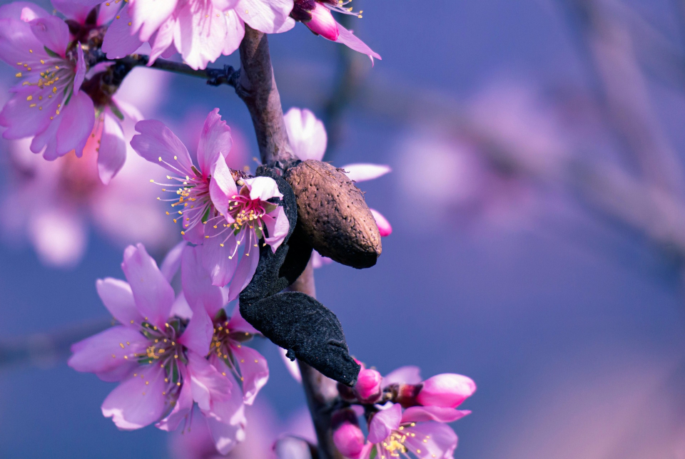 Mandulavirág Teljesítménytúra