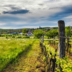 Felsőörsi Borkaland