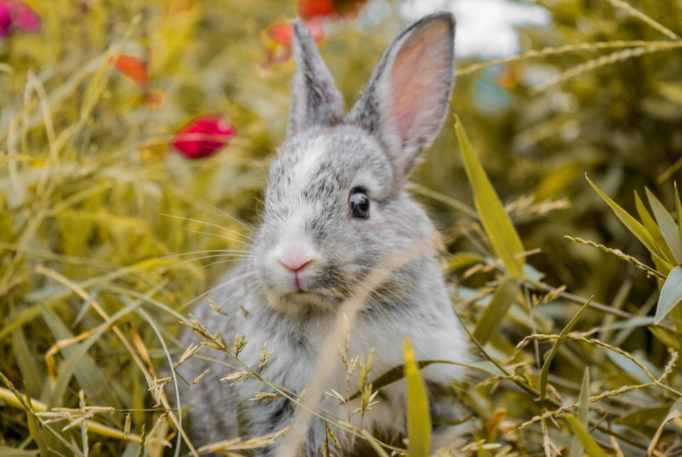 Húsvéti családi program