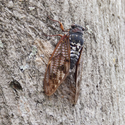 Növényvédelmi előadás