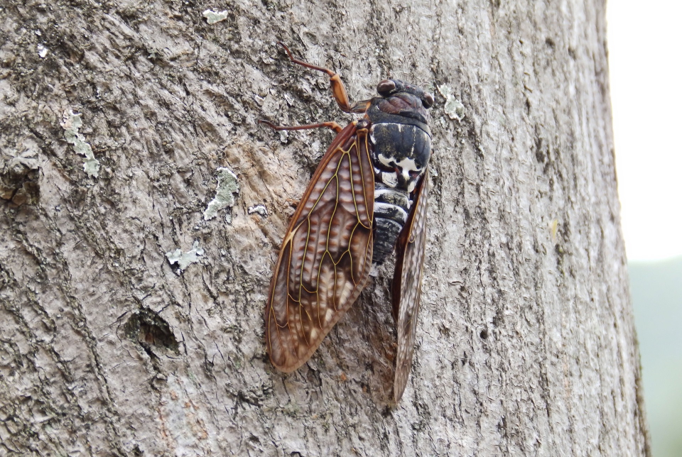 Növényvédelmi előadás