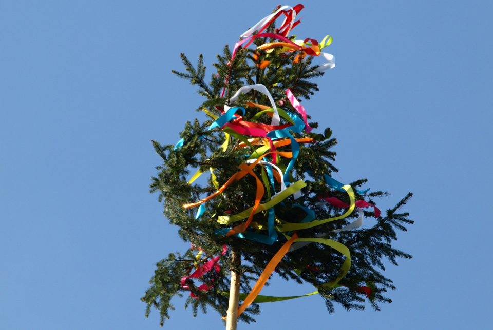 Májsufa állítás Lovason